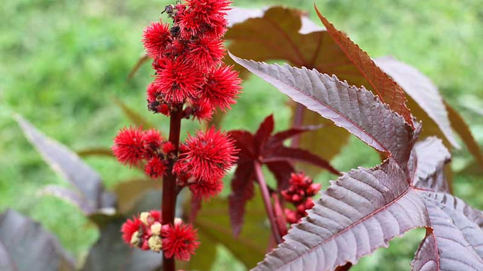 Castor Oil