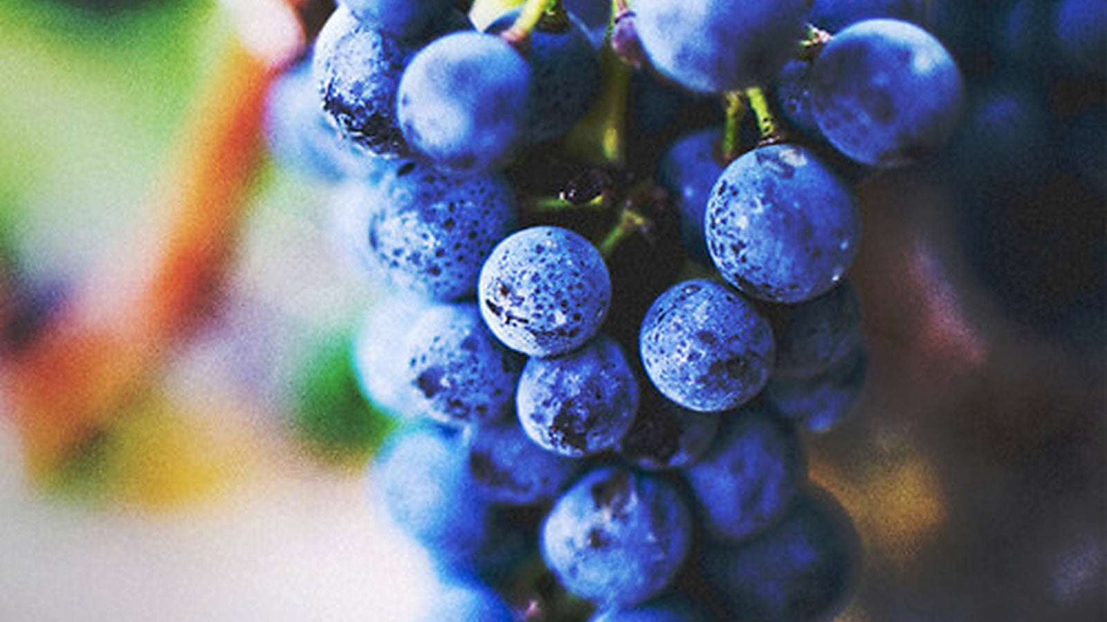 Grapeseed Oil