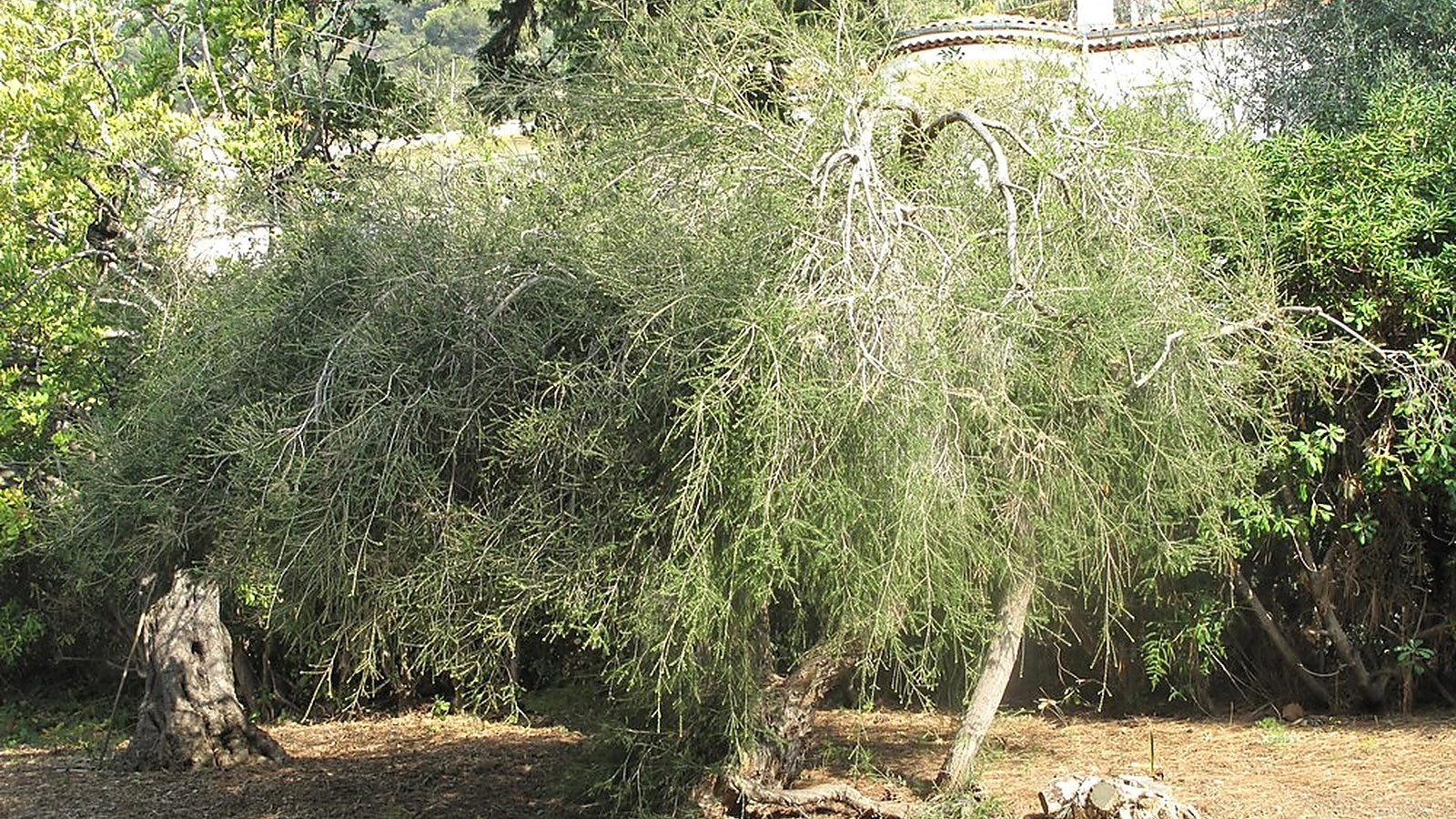 Tea Tree Oil